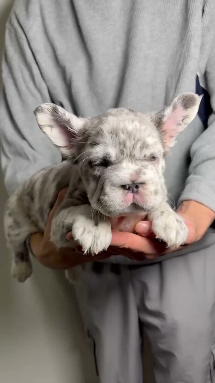 French Bulldog dogs for sale: Mimi the fluffy  - Video 1