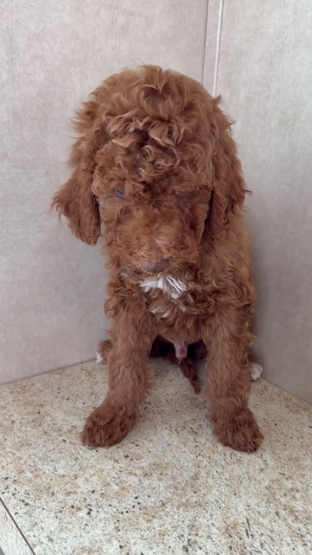 Goldendoodle dogs for sale: Martha  - Video 1