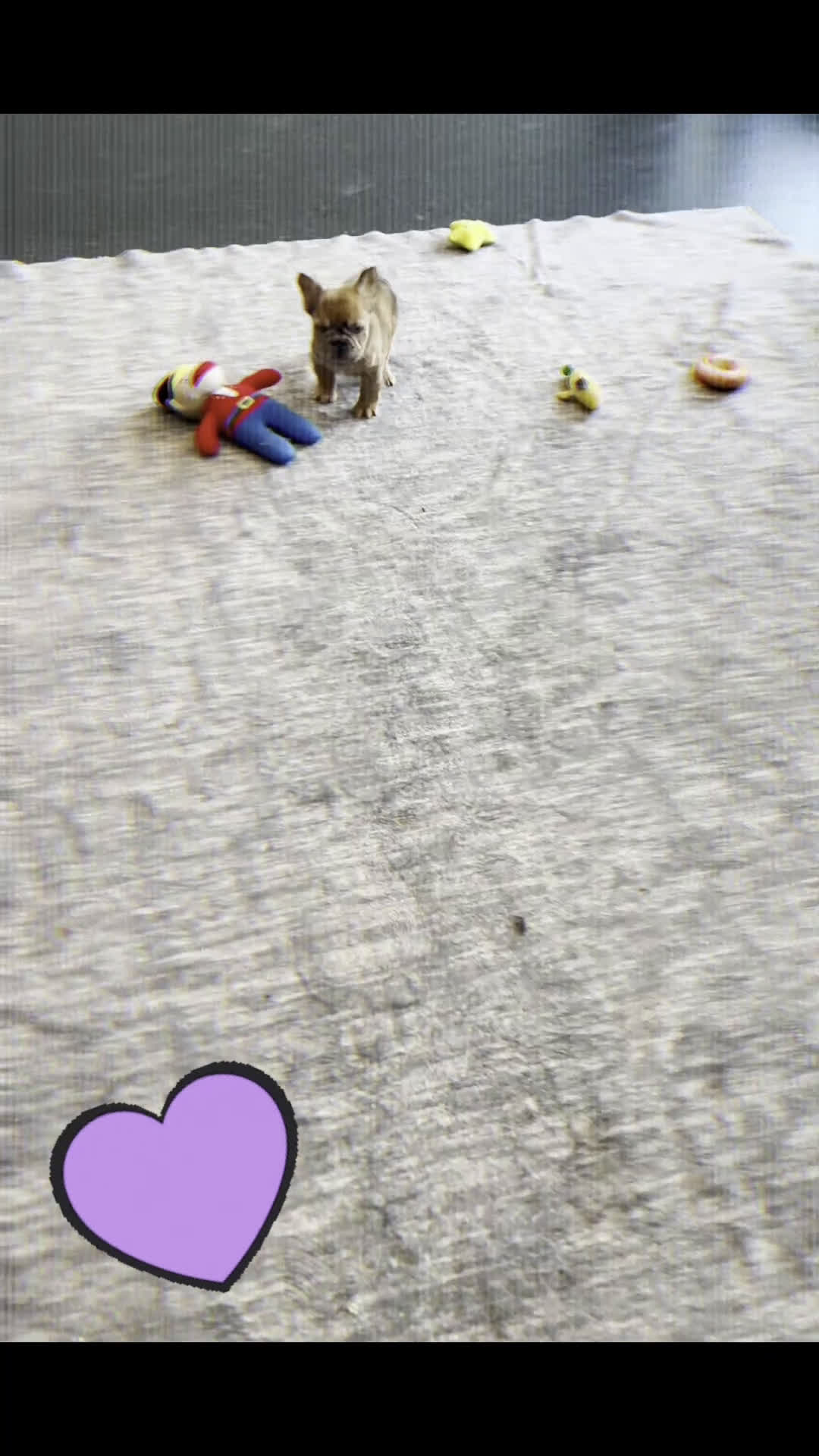 French Bulldog dogs for sale: Diva - Video 1