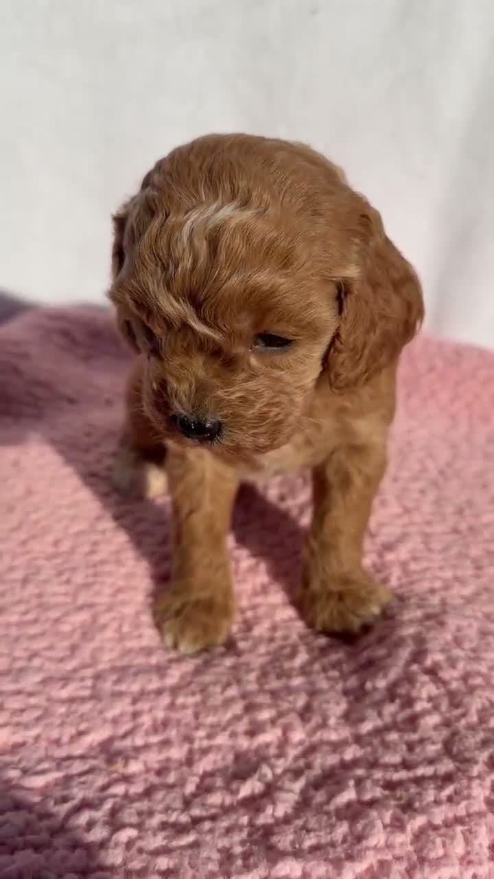Cavapoo dogs for sale: Poppy - Video 1