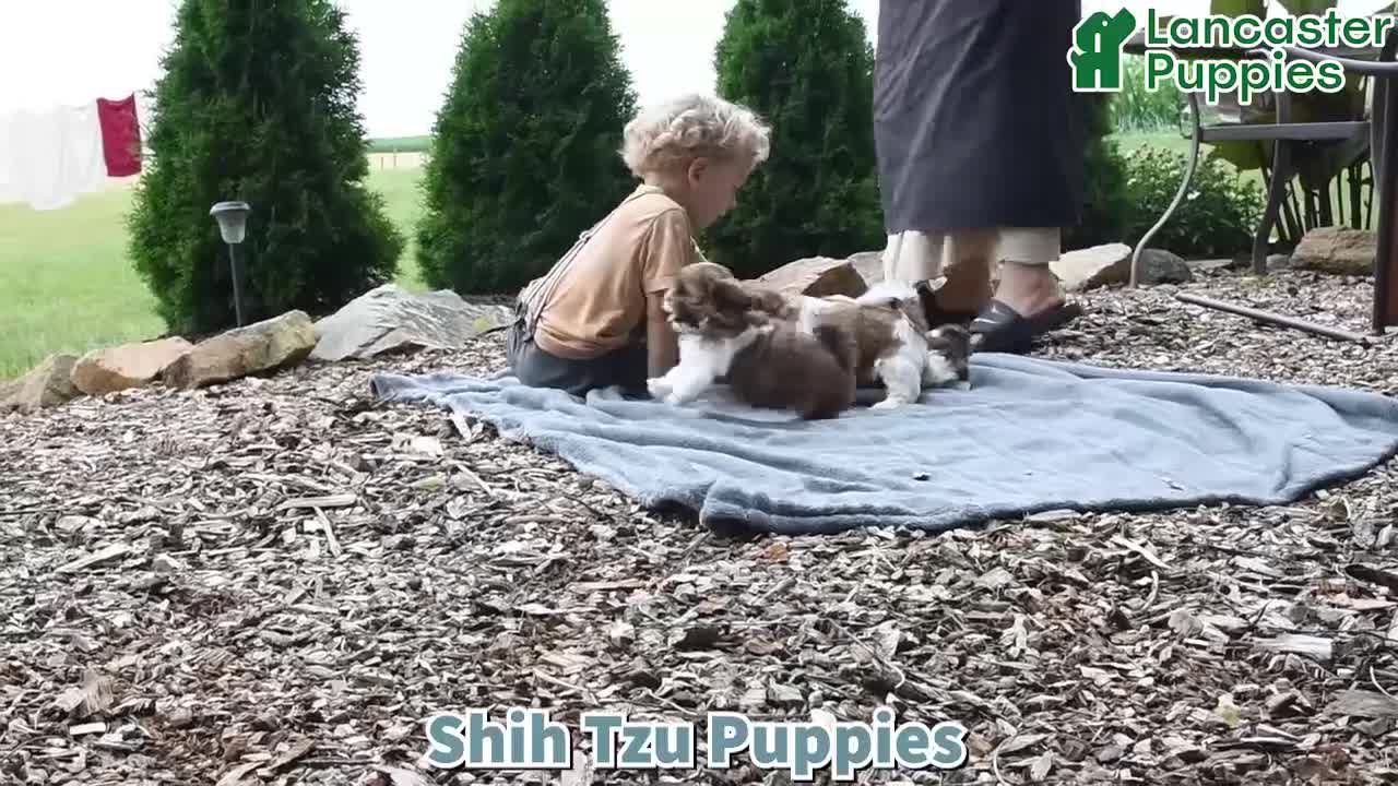 Shih Tzu dogs for sale: Bramble - Video 1