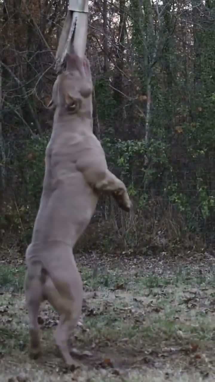 American Bully dogs for sale: American Bully 1 - Video 3
