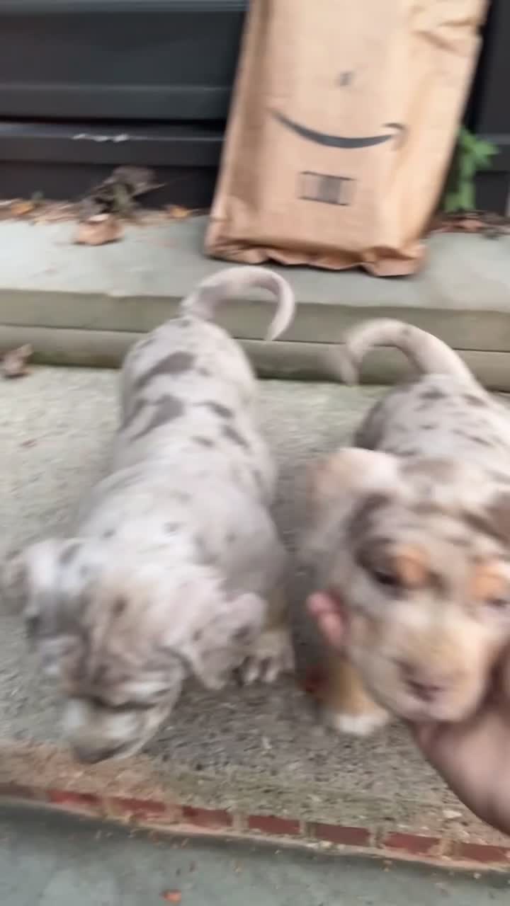 American Bully dogs for sale: American Bully 2 - Video 1