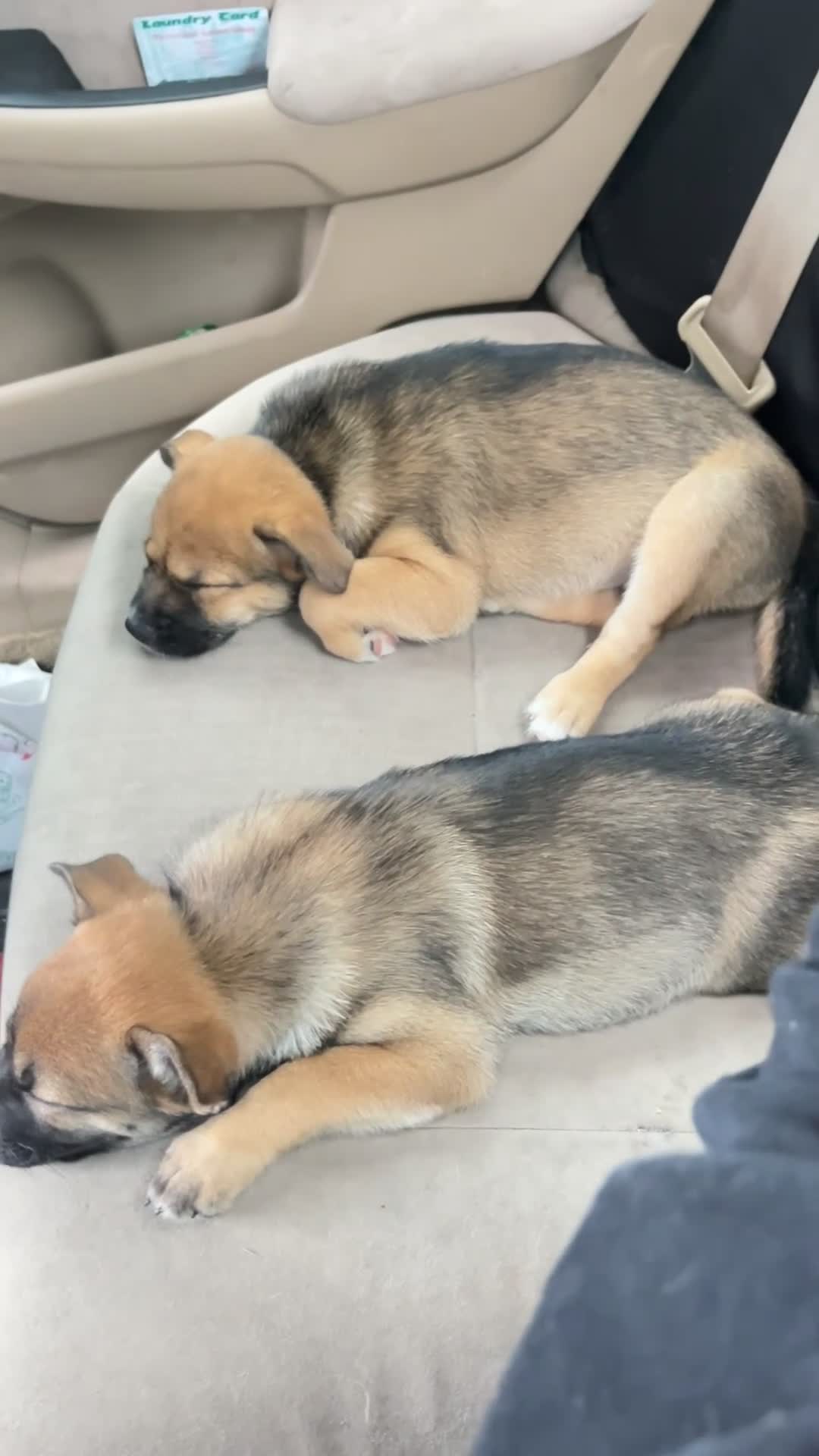 Shiba Inu dogs for sale: Shiba Inu 4 - Video 3