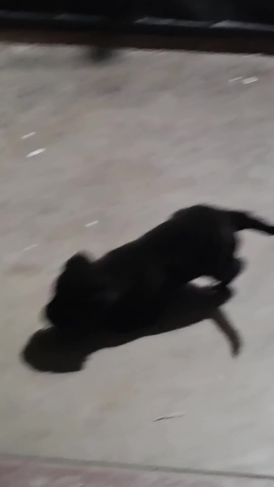 Mixed Breed dogs for sale: Labradoodle/ golden retriever mix Puppy 2 - Video 2