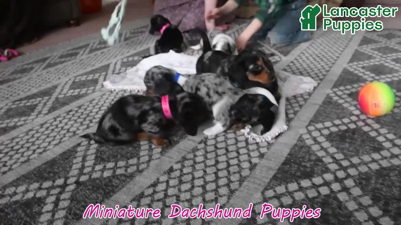 Miniature Dachshund dogs for sale: Sunshine Girl - Video 1