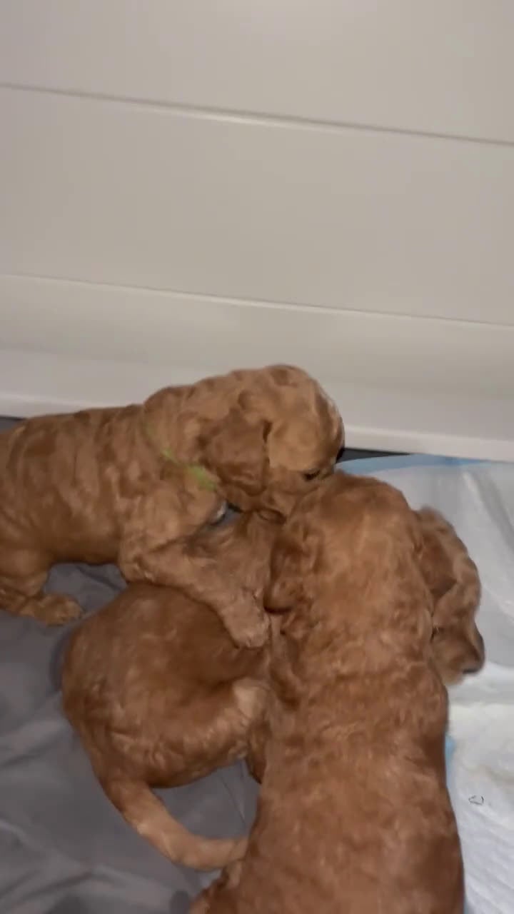 Goldendoodle dogs for sale: Goldendoodle Puppy 3 - Video 1