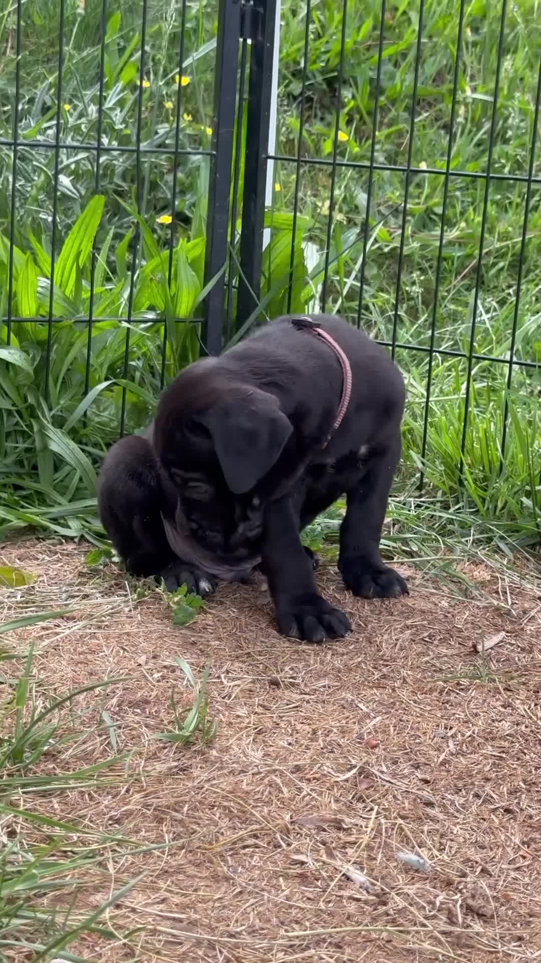 Cane Corso dogs for sale: Popeye  - Video 1