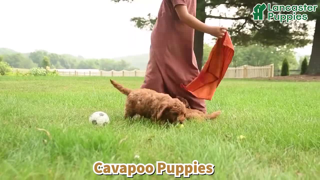 Cavapoo dogs for sale: Charlie - Video 1