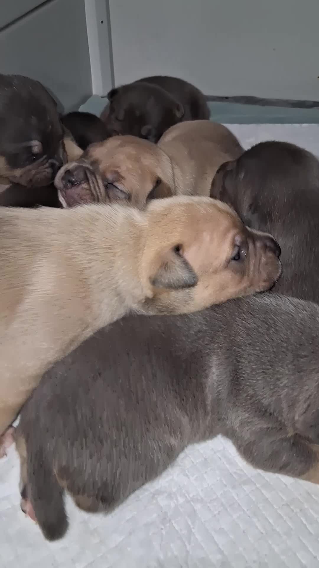 American Bully dogs for sale: American Bully Puppy 1 - Video 1