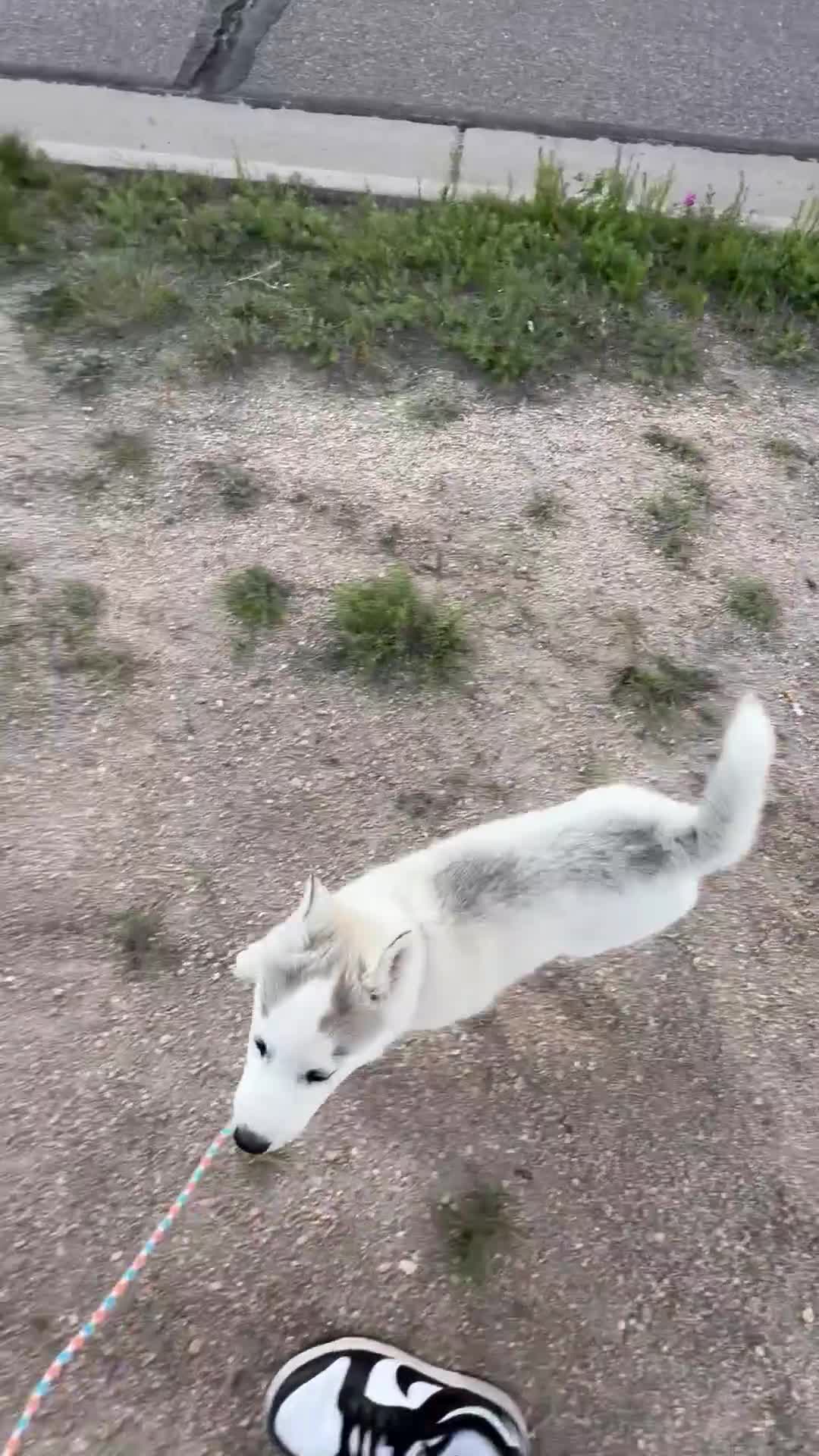 Siberian Husky dogs for sale:  Valkiera - Video 1