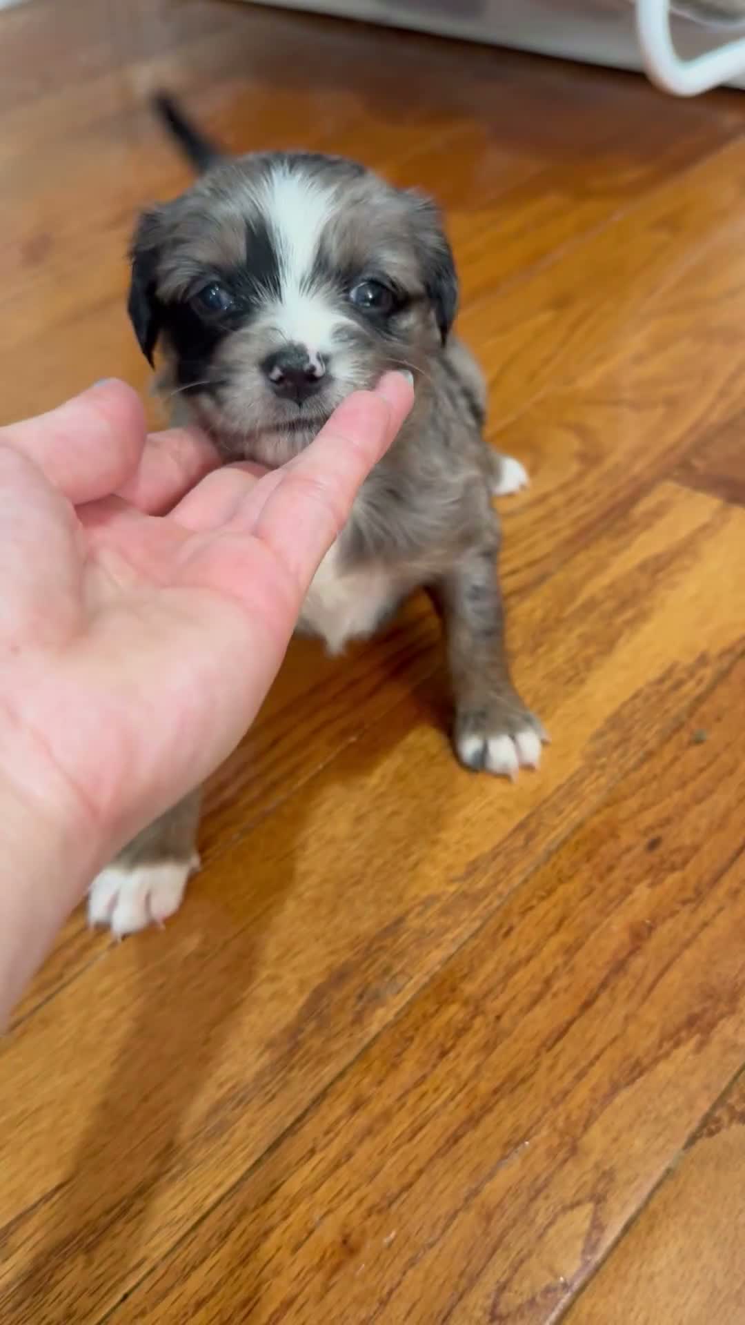 Mixed Breed dogs for sale: Hazel - Video 1
