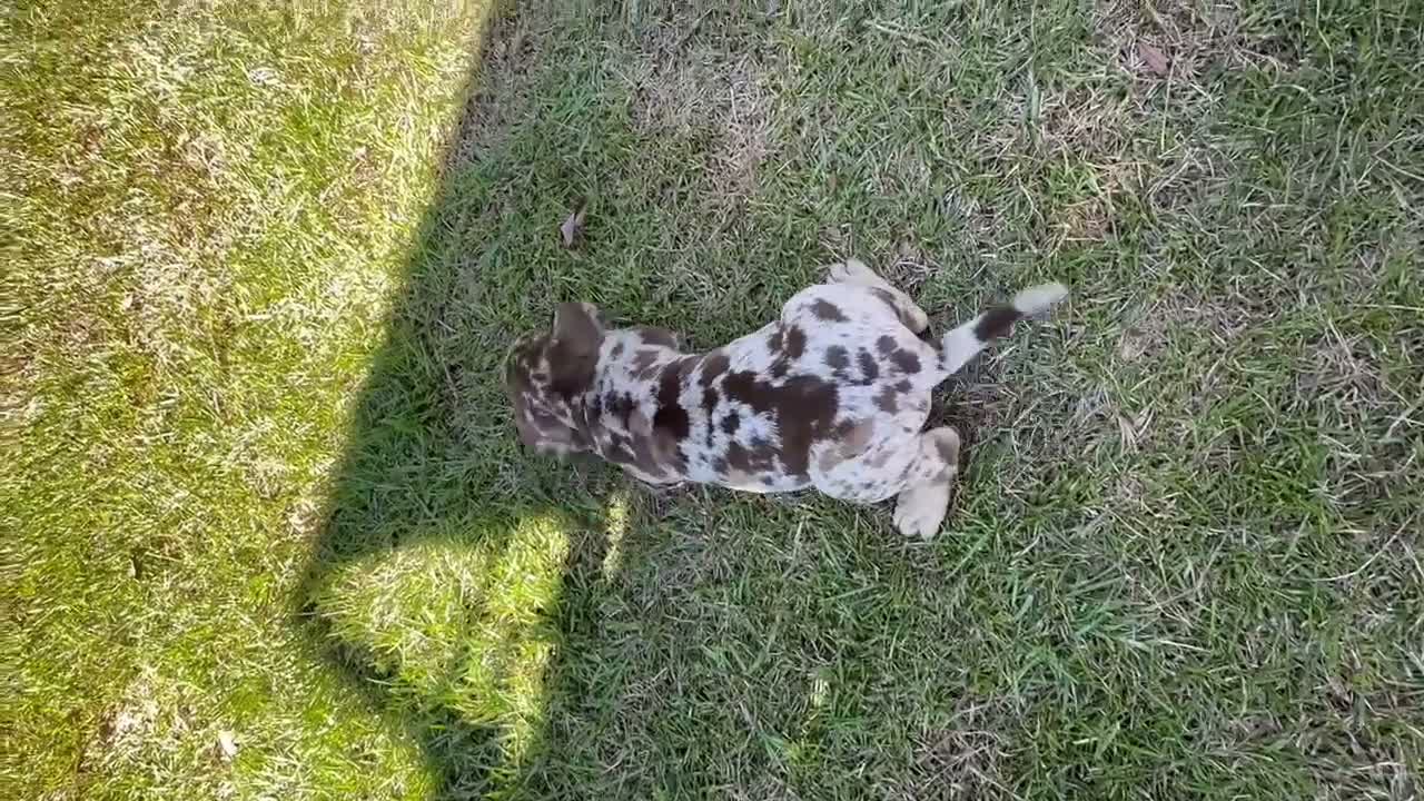 Catahoula Leopard Dog dogs for sale: Chunker aka Reddington “Red” - Video 1