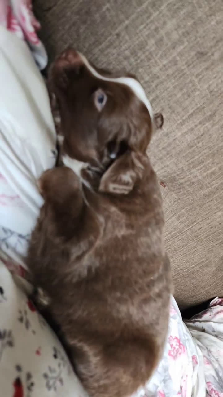 Miniature Australian Shepherd dogs for sale: Miniature Australian Shepherd Puppy 1 - Video 2