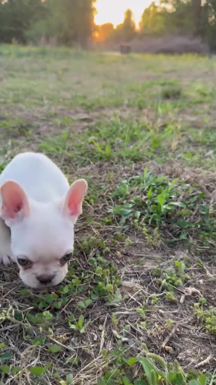 French Bulldog dogs for sale: Atlas - Video 1