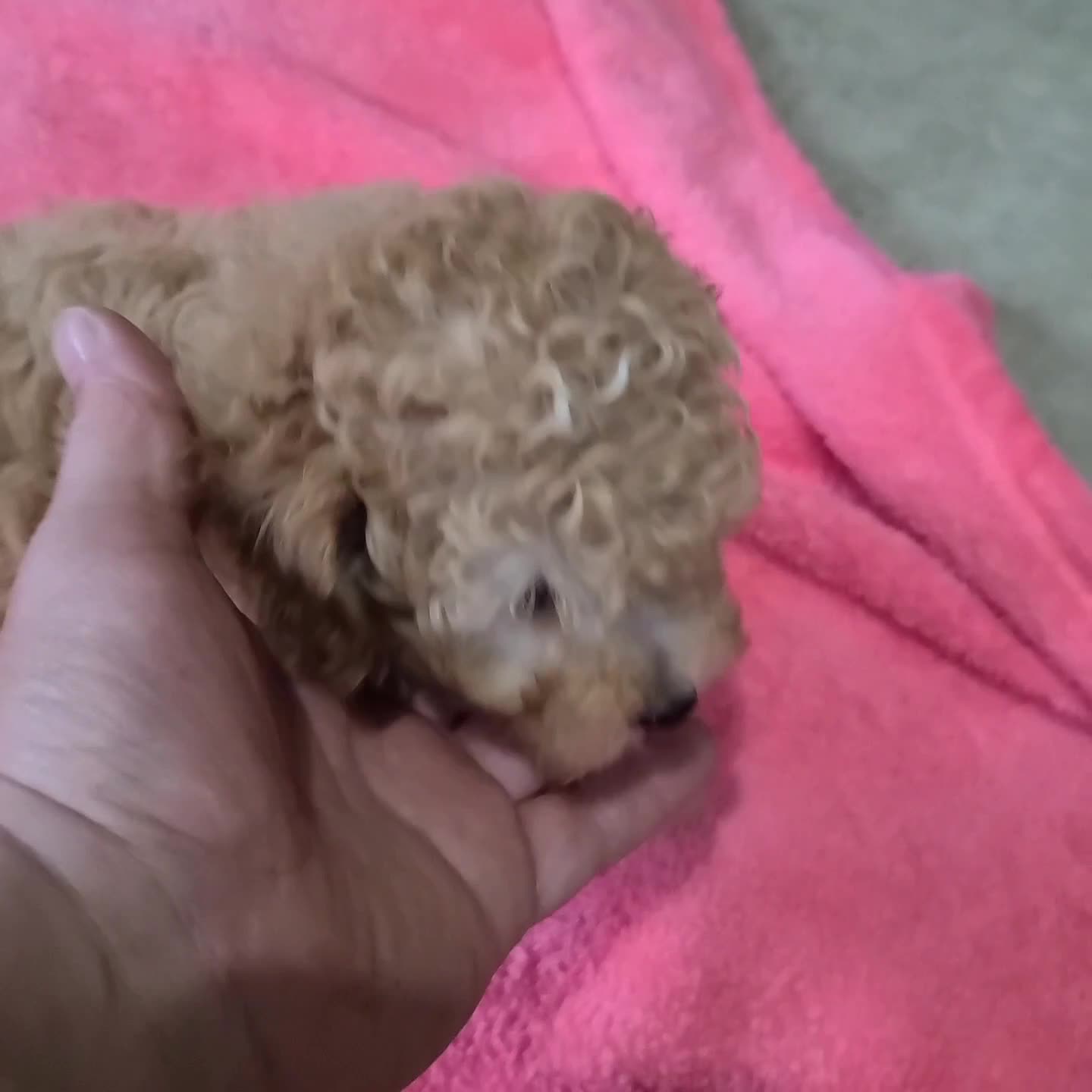 Miniature Poodle dogs for sale: Benny - Video 1