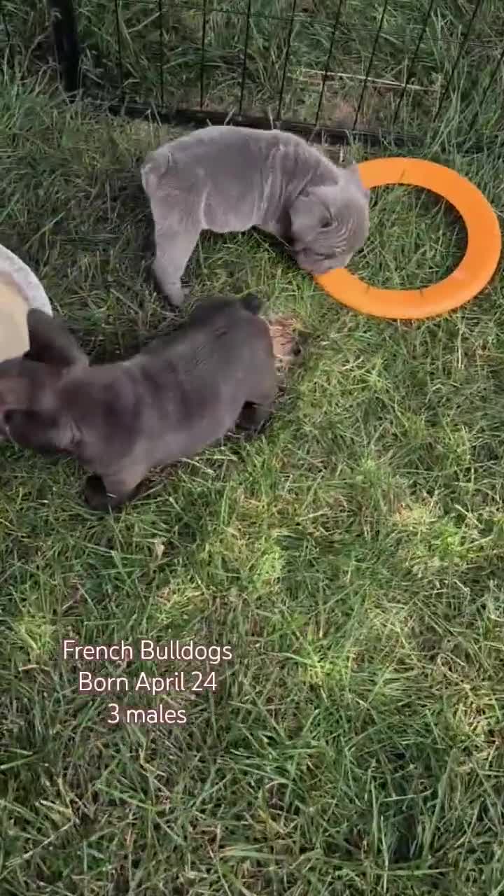 French Bulldog dogs for sale: Zeus - Video 3