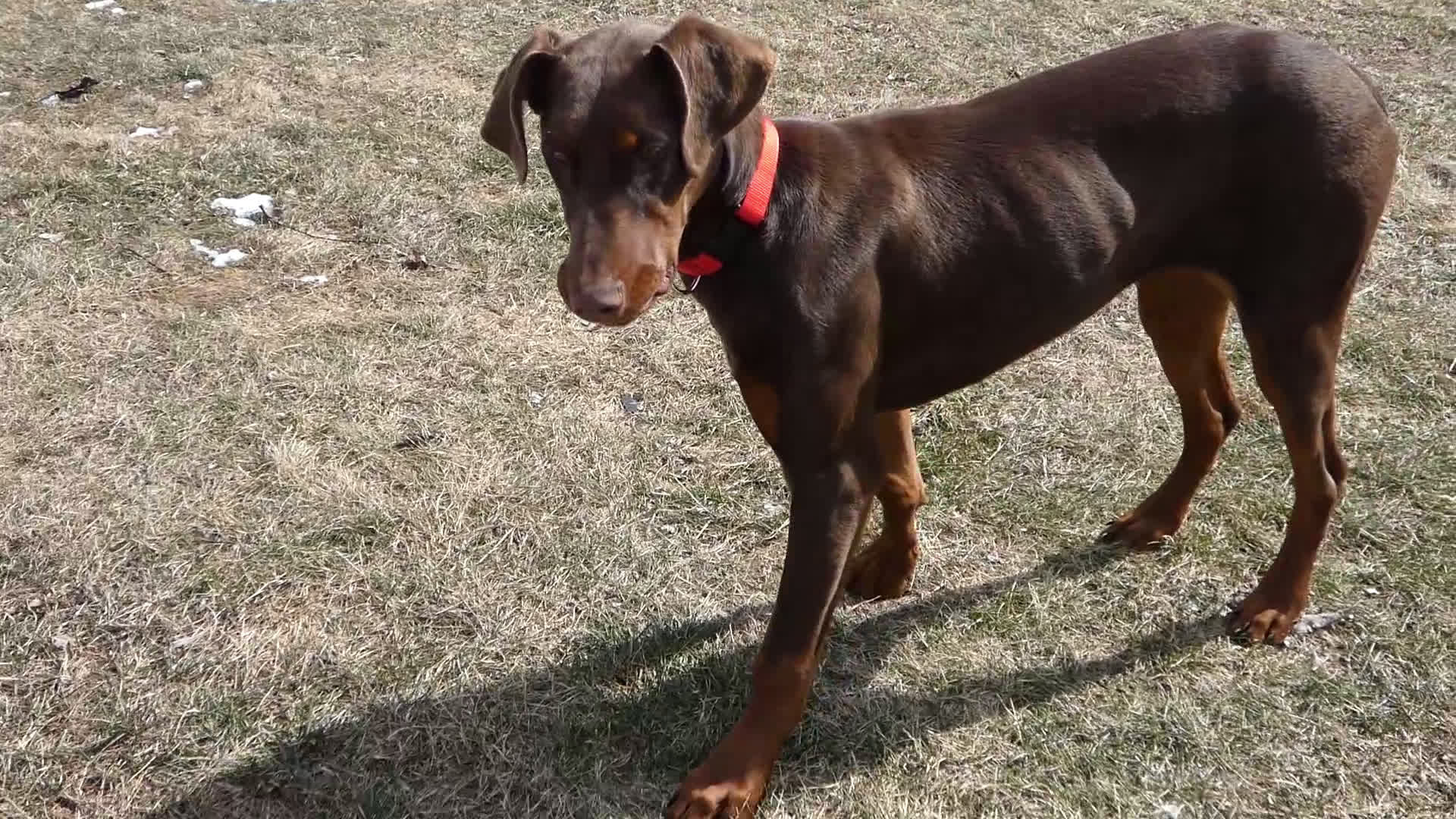 Doberman Pinscher dogs for sale: Doberman Pinscher Puppy 1 Mia - Video 1