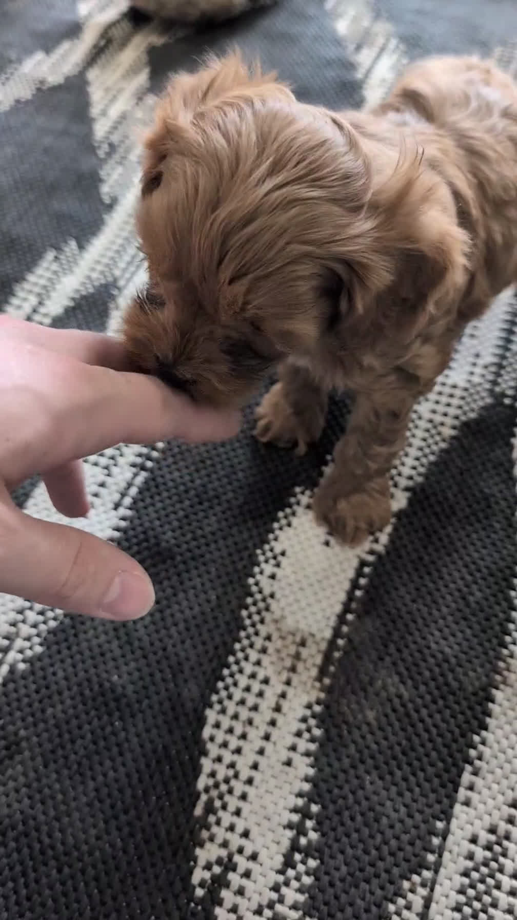 Cavapoo dogs for sale: Roscoe - Video 1