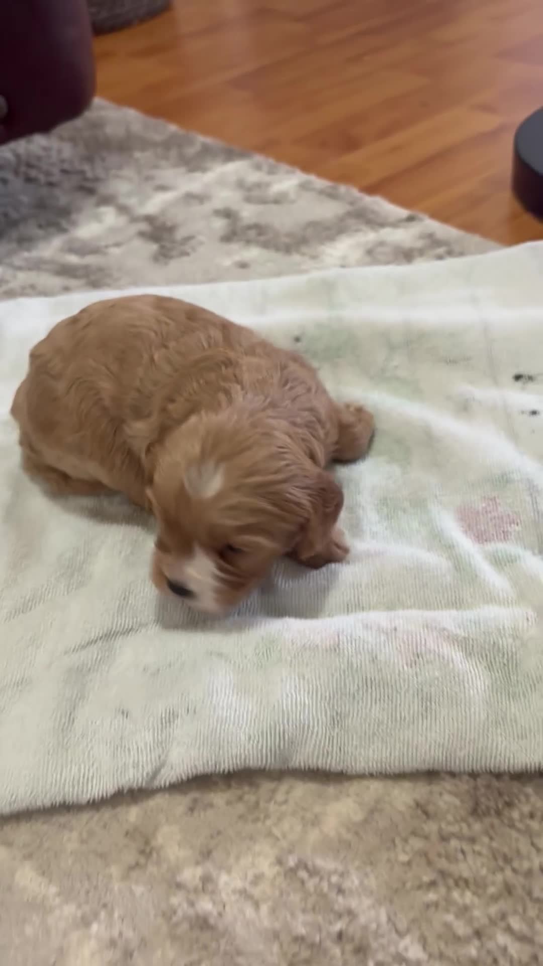 Cavapoo dogs for sale: Pebbles - Video 1