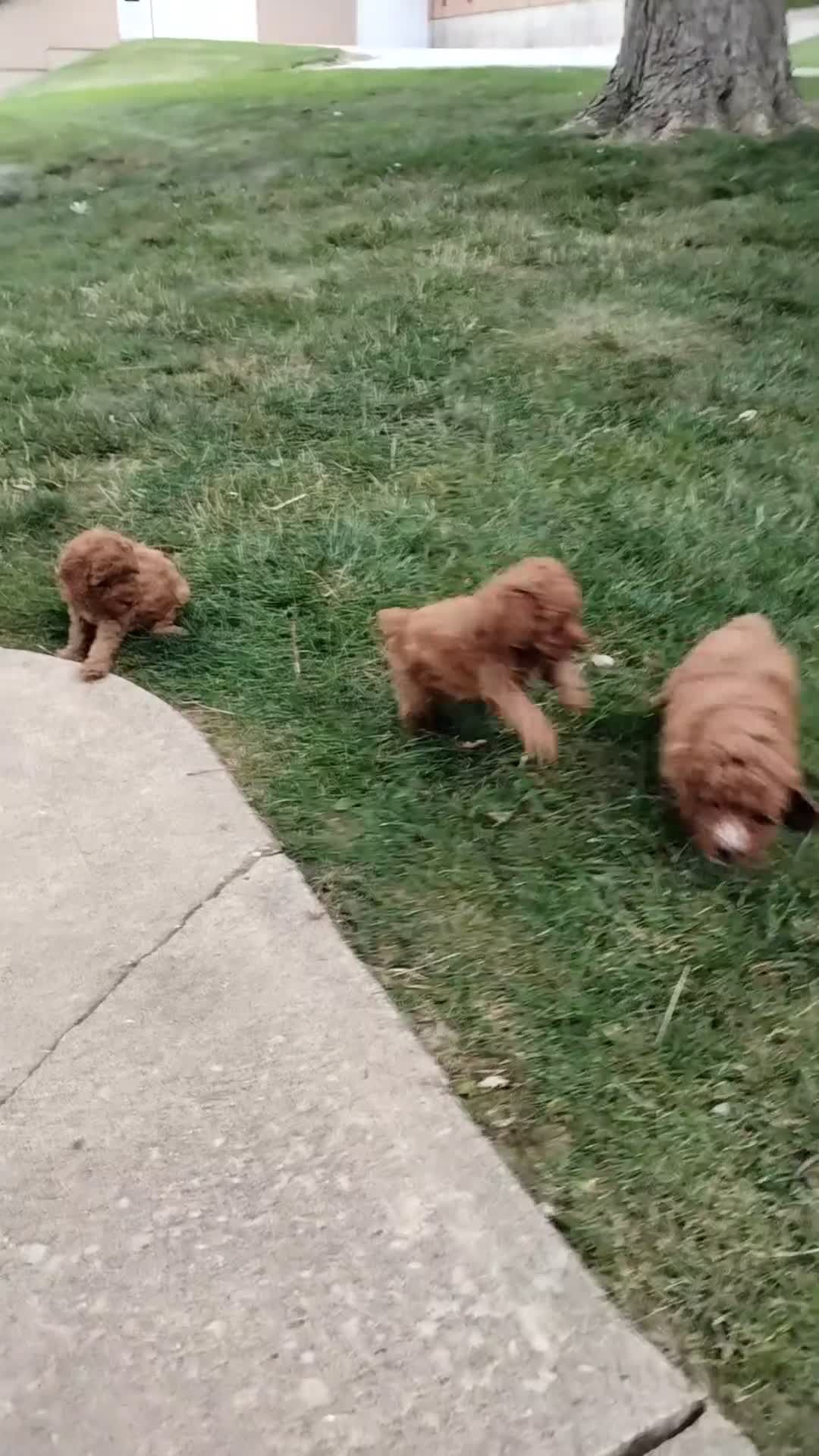 Toy Poodle dogs for sale: Lexi - Video 1