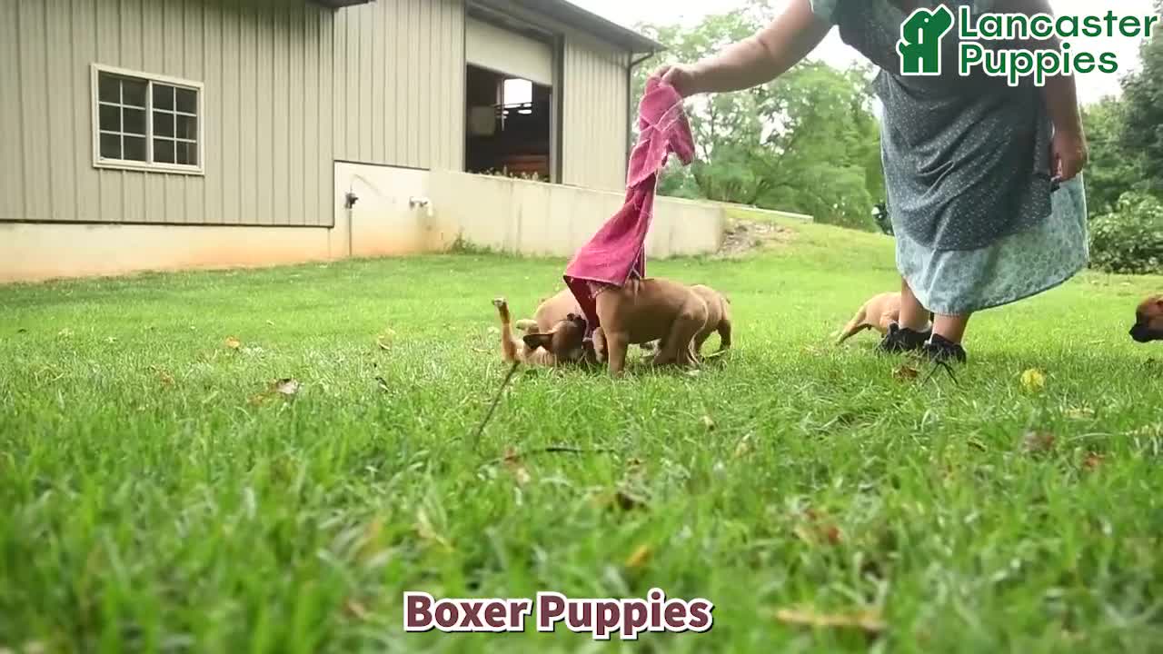 Boxer dogs for sale: Dilly - Video 1