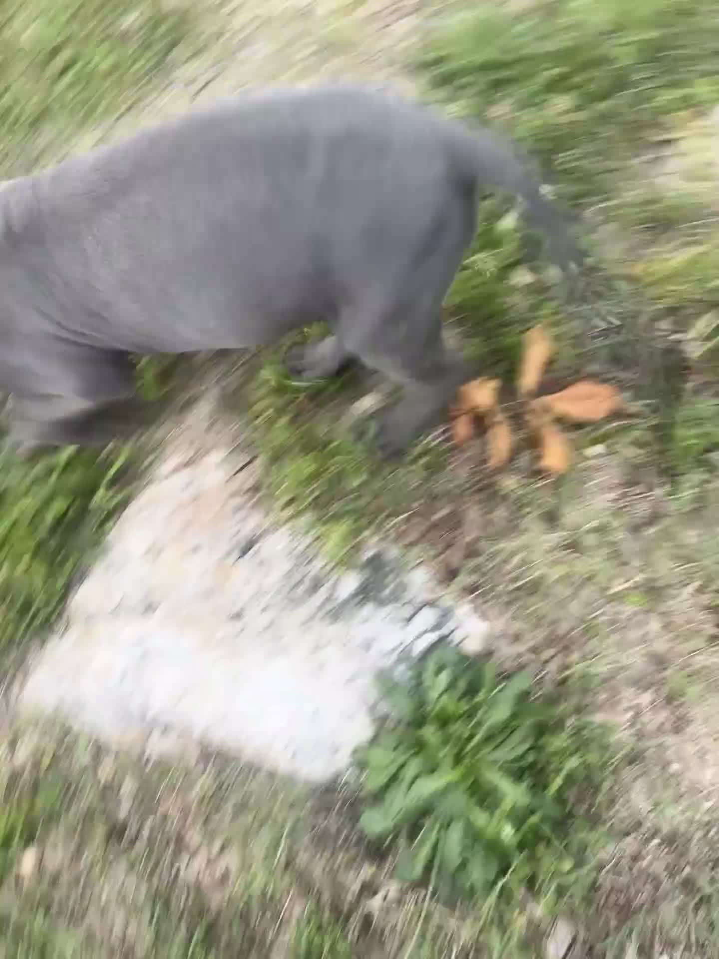 Great Dane dogs for sale: Great Dane Puppy 1 - Video 1