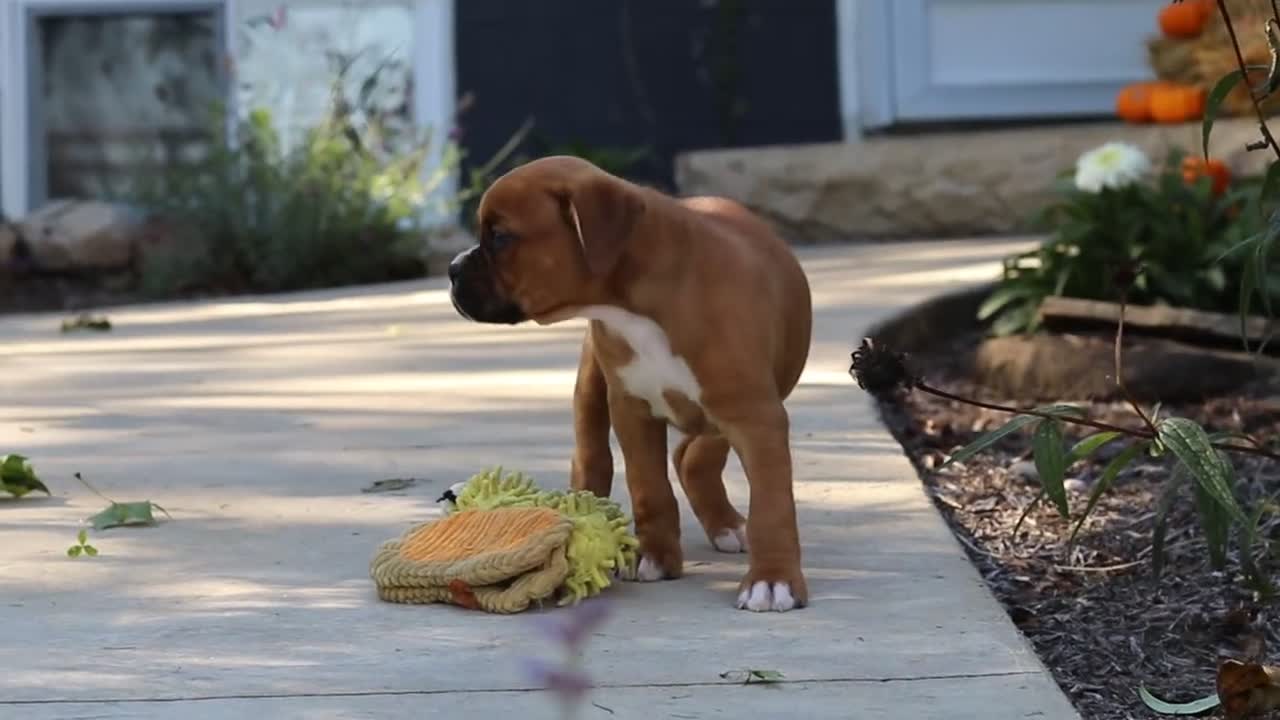 Boxer dogs for sale: Theo - Video 4