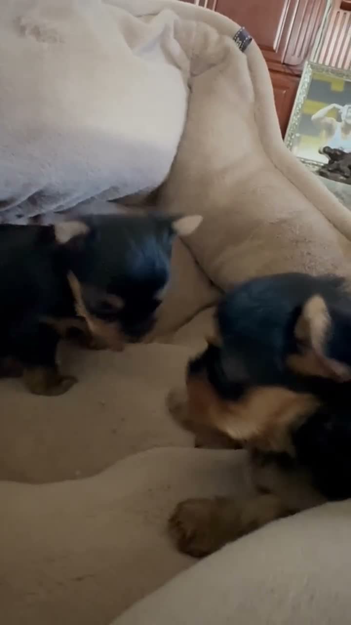 Yorkshire Terrier dogs for sale: Yorkshire Terrier 1 - Video 1