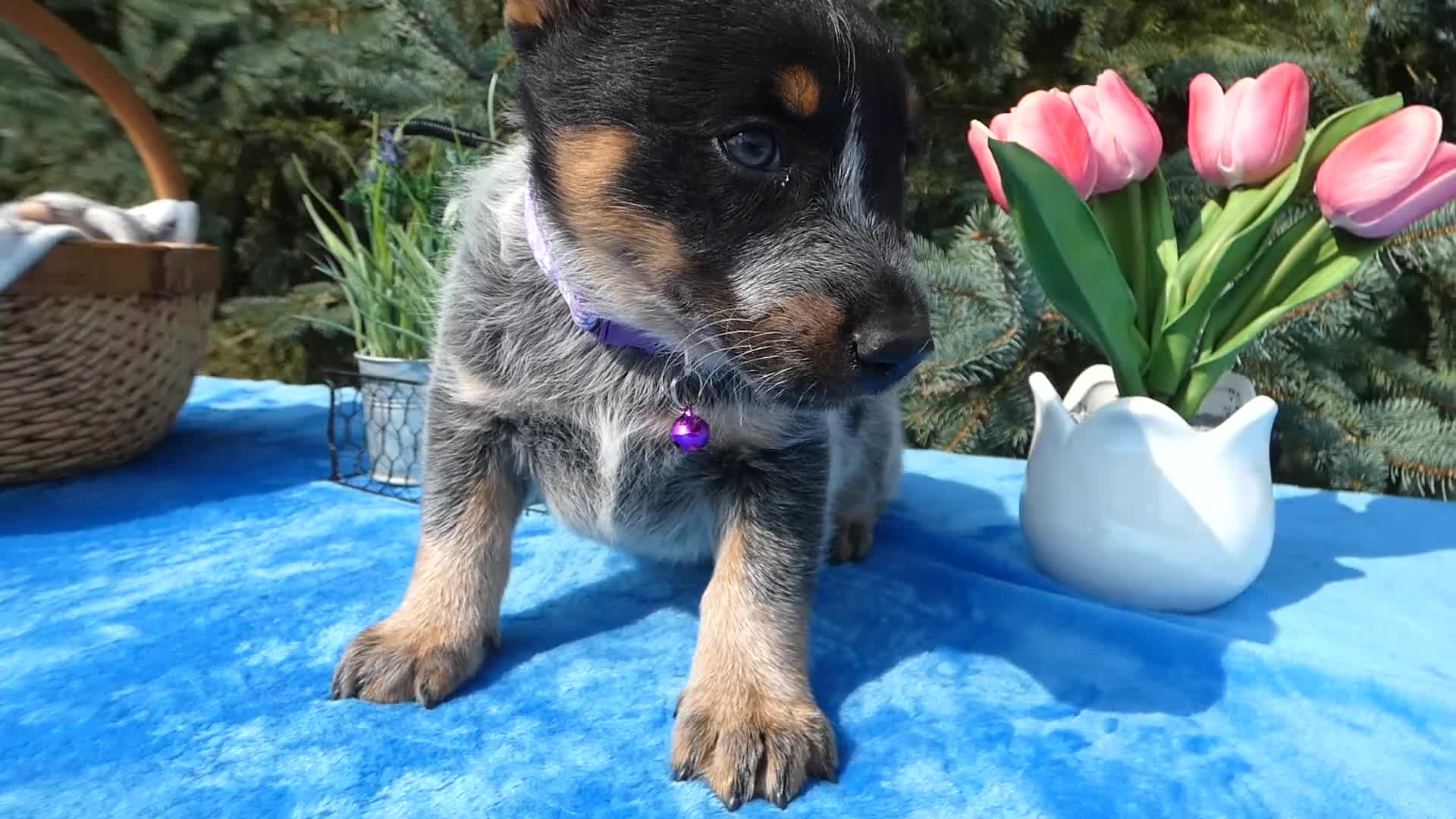 Australian Cattle Dog dogs for sale: Australian Cattle Dog 4 Serena - Video 1