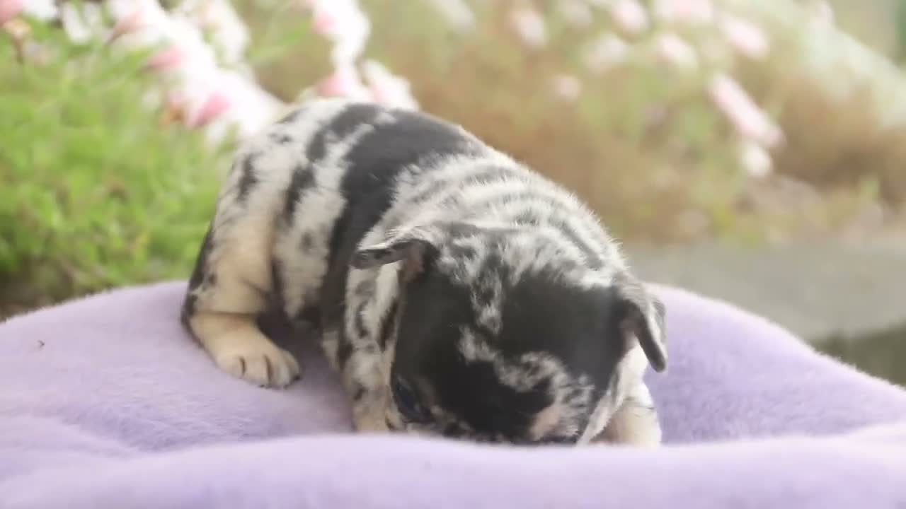 French Bulldog dogs for sale: Bella French Bulldog  - Video 1