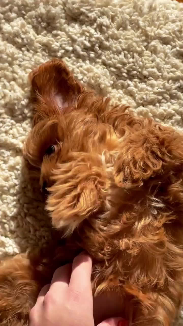 Cavapoo dogs for sale: Cavapoo Puppy 2 - Video 1