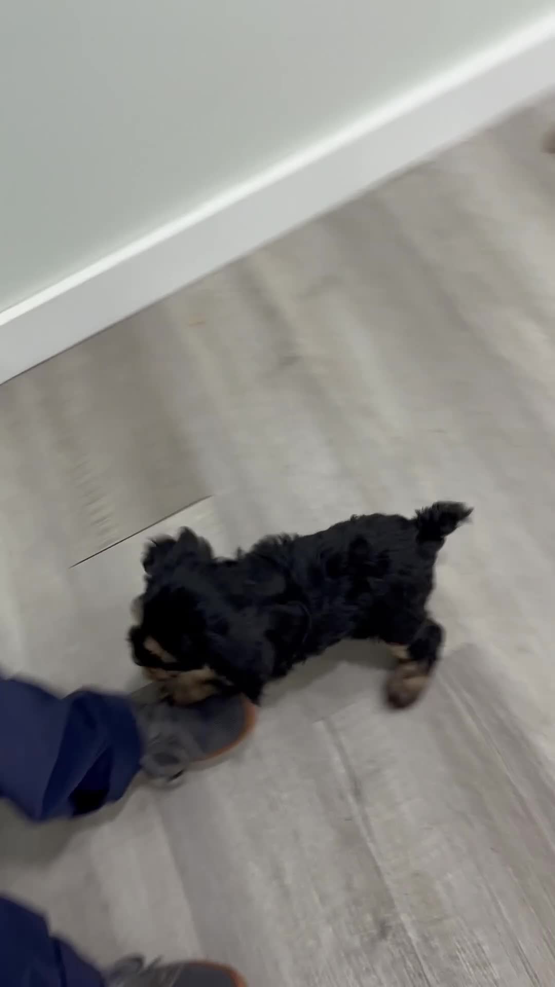 Cockapoo dogs for sale: Pepper - Video 1
