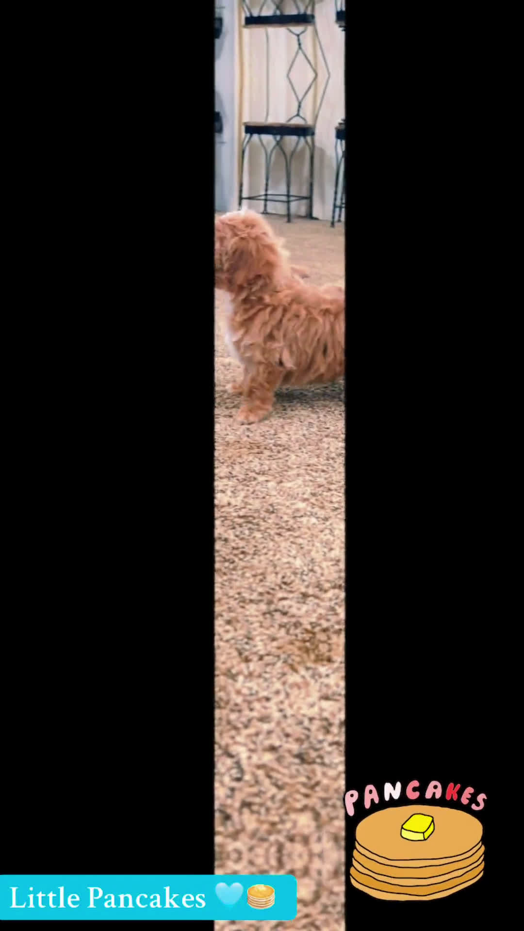 Maltipoo dogs for sale: Pancakes - Video 1