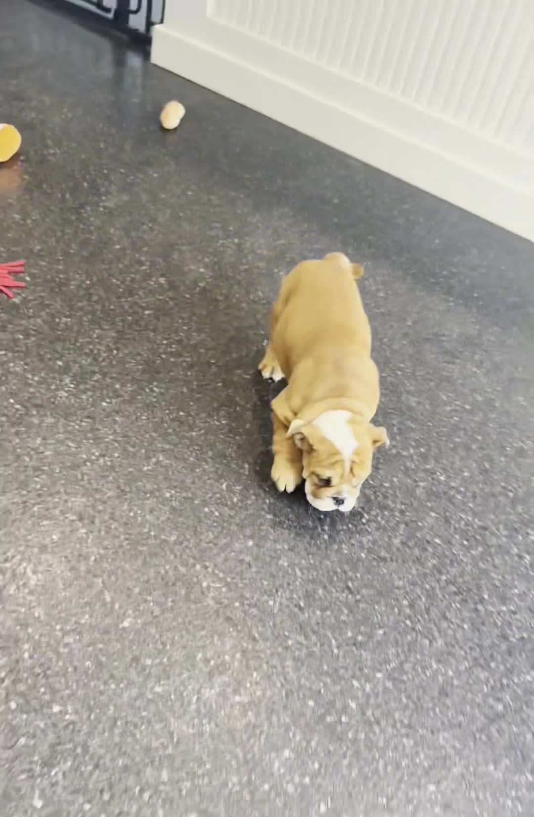 English Bulldog dogs for sale: Tank AKC - Video 1
