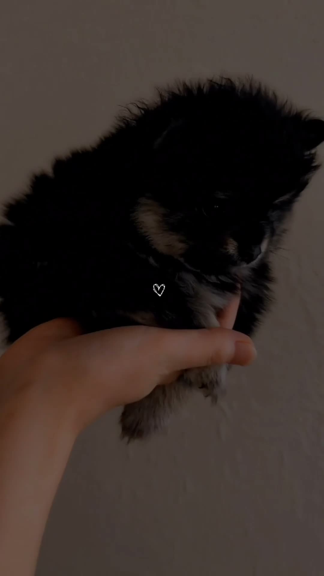 Pomeranian dogs for sale: Lasting  - Video 3