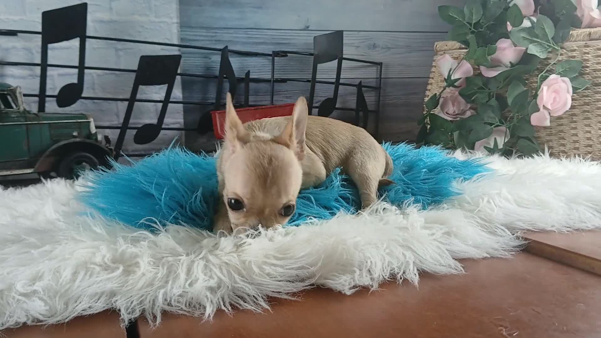 Chihuahua dogs for sale: Nationwide delivery. Teacup fawn boy - Video 1