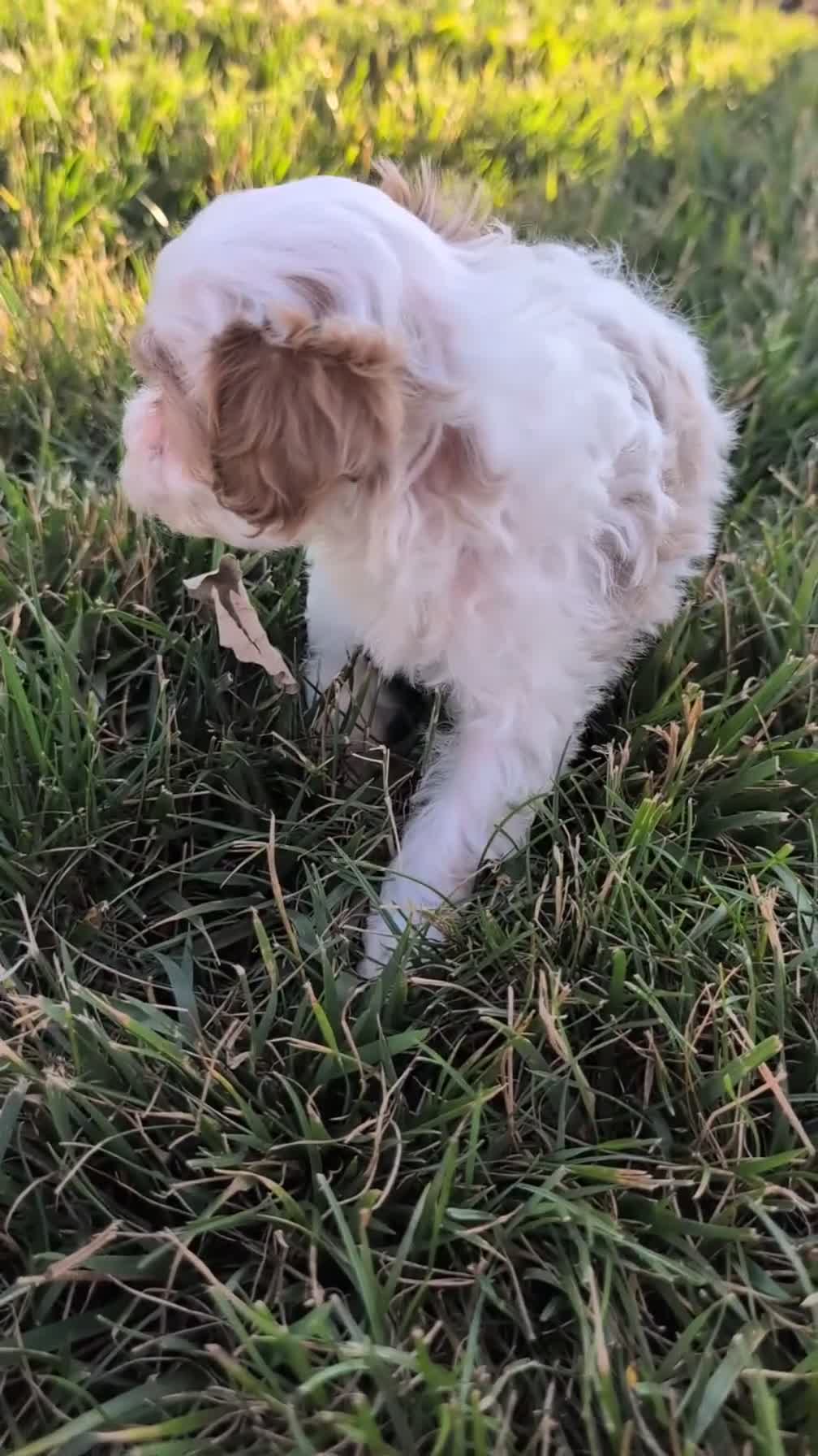 Cavapoo dogs for sale: Stella - Video 1