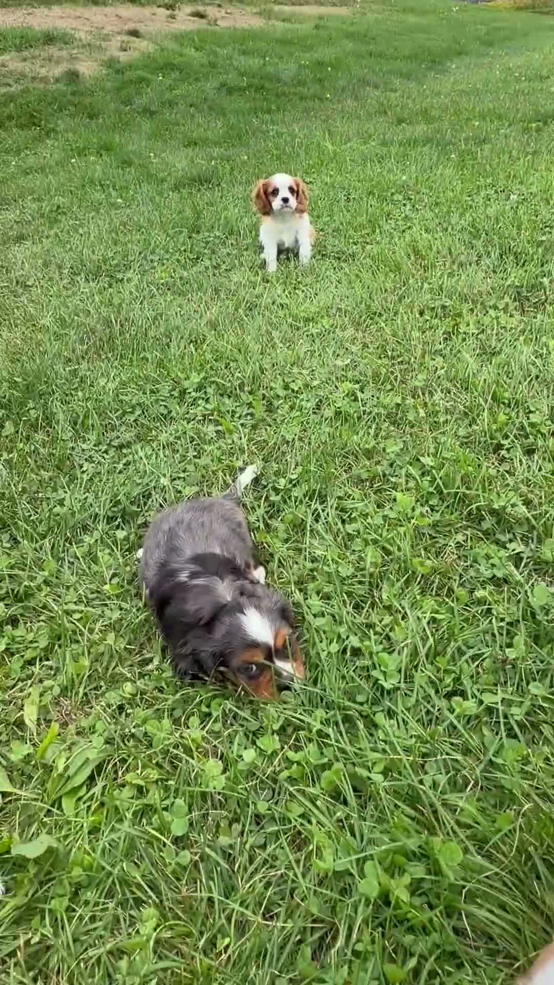 Cavalier King Charles Spaniel dogs for sale: Leah - Video 3
