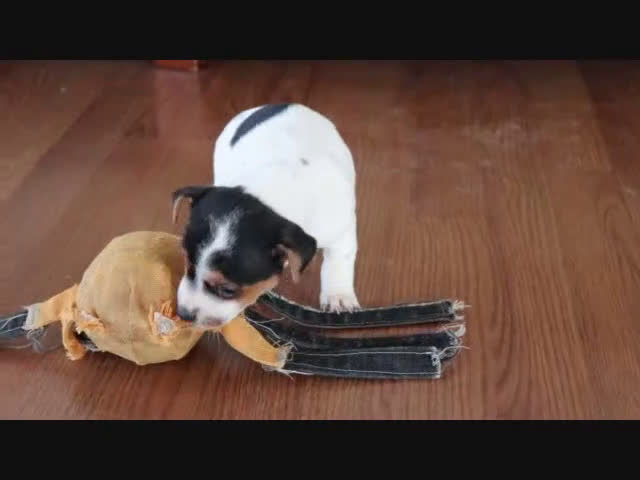 Jack Russell Terrier dogs for sale: Sailor - Video 1