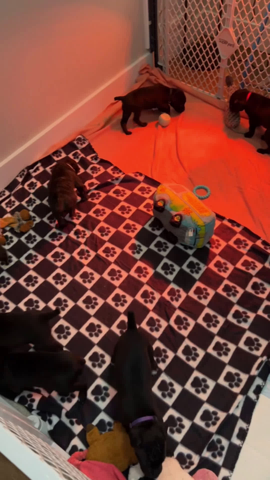 Cane Corso dogs for sale: Artemis - Video 1