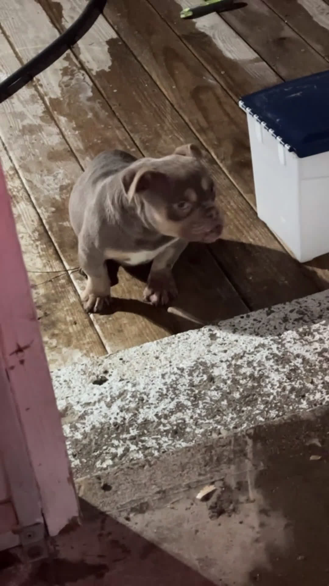 American Bully dogs for sale: Yoda - Video 1