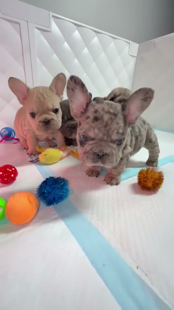 French Bulldog dogs for sale: French Bulldog 1 - Video 2