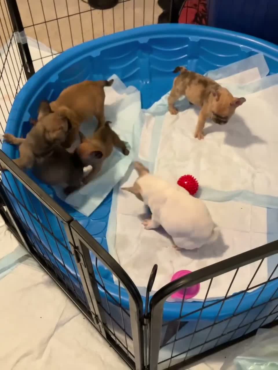 French Bulldog dogs for sale: French Bulldog 1 - Video 1