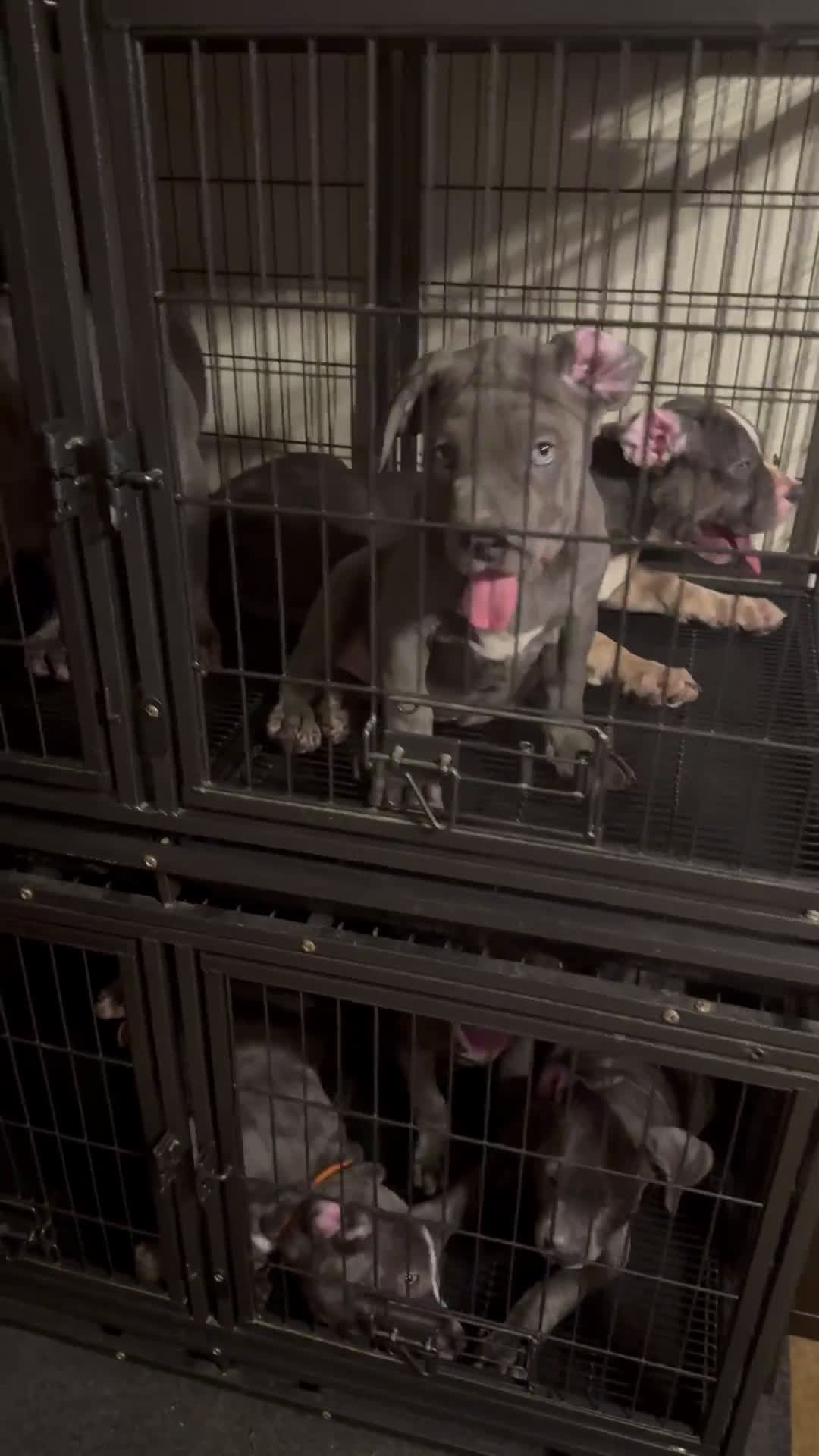 American Bully dogs for sale: American Bully 4 puppies - Video 4