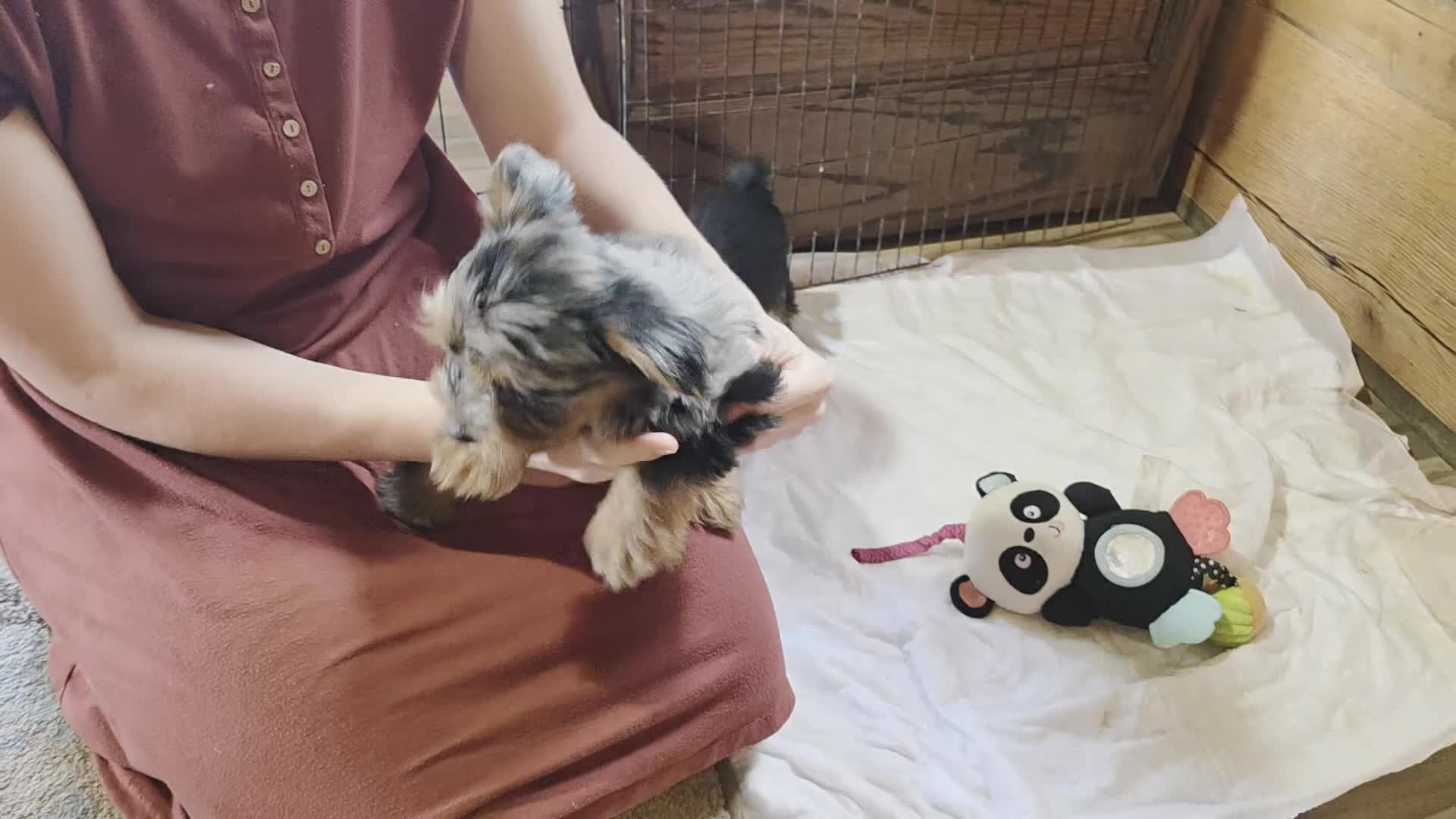 Yorkshire Terrier dogs for sale: Winnie Lace - Video 3