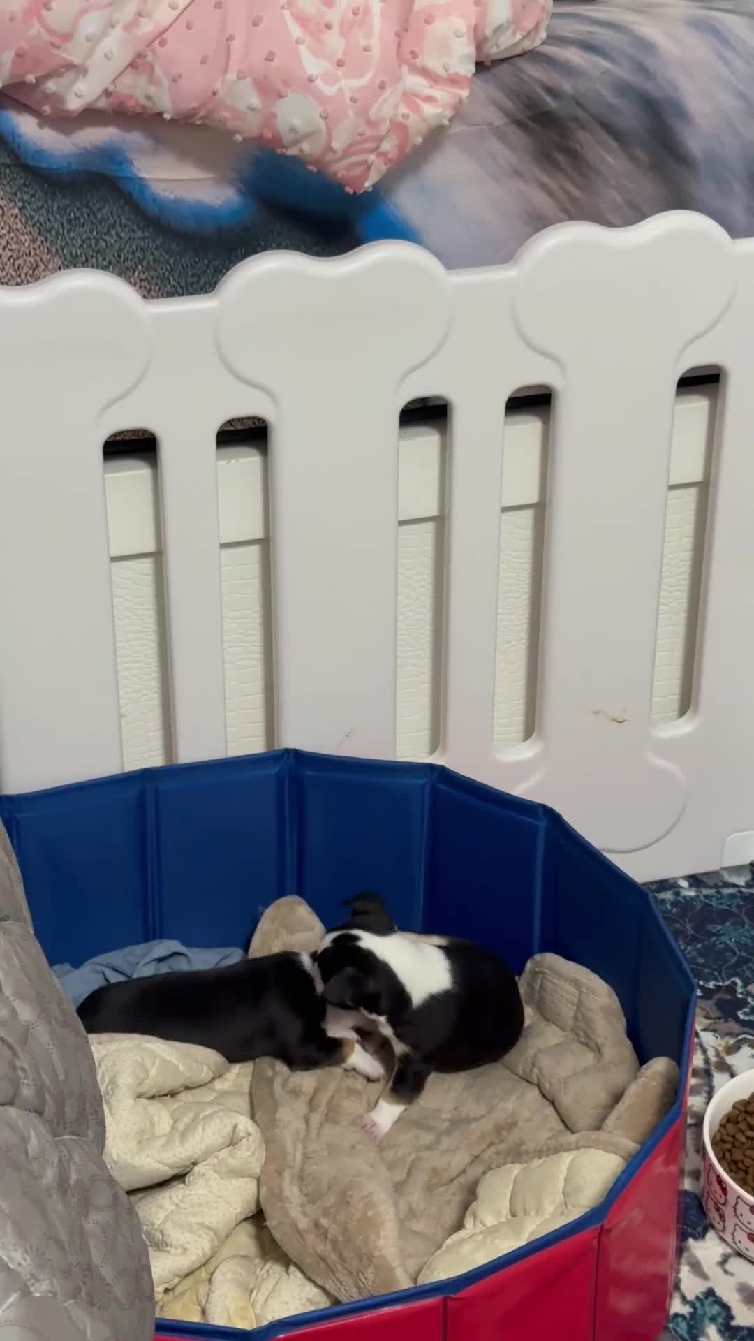 Chihuahua dogs for sale: Chihuahua 1 - Video 1