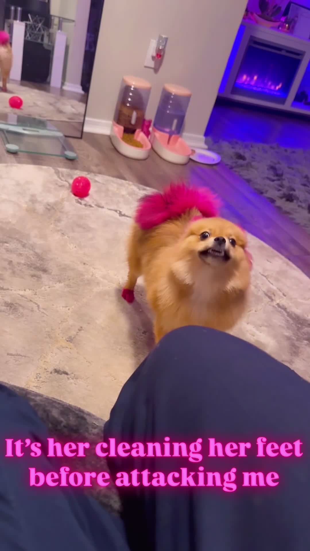 Pomeranian dogs for sale: Pomeranian 1 - Video 1