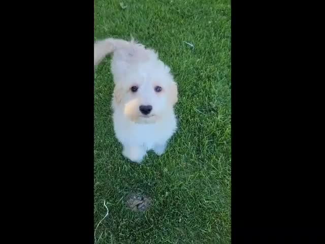 Mini Goldendoodle dogs for sale: Bella Female - Video 1