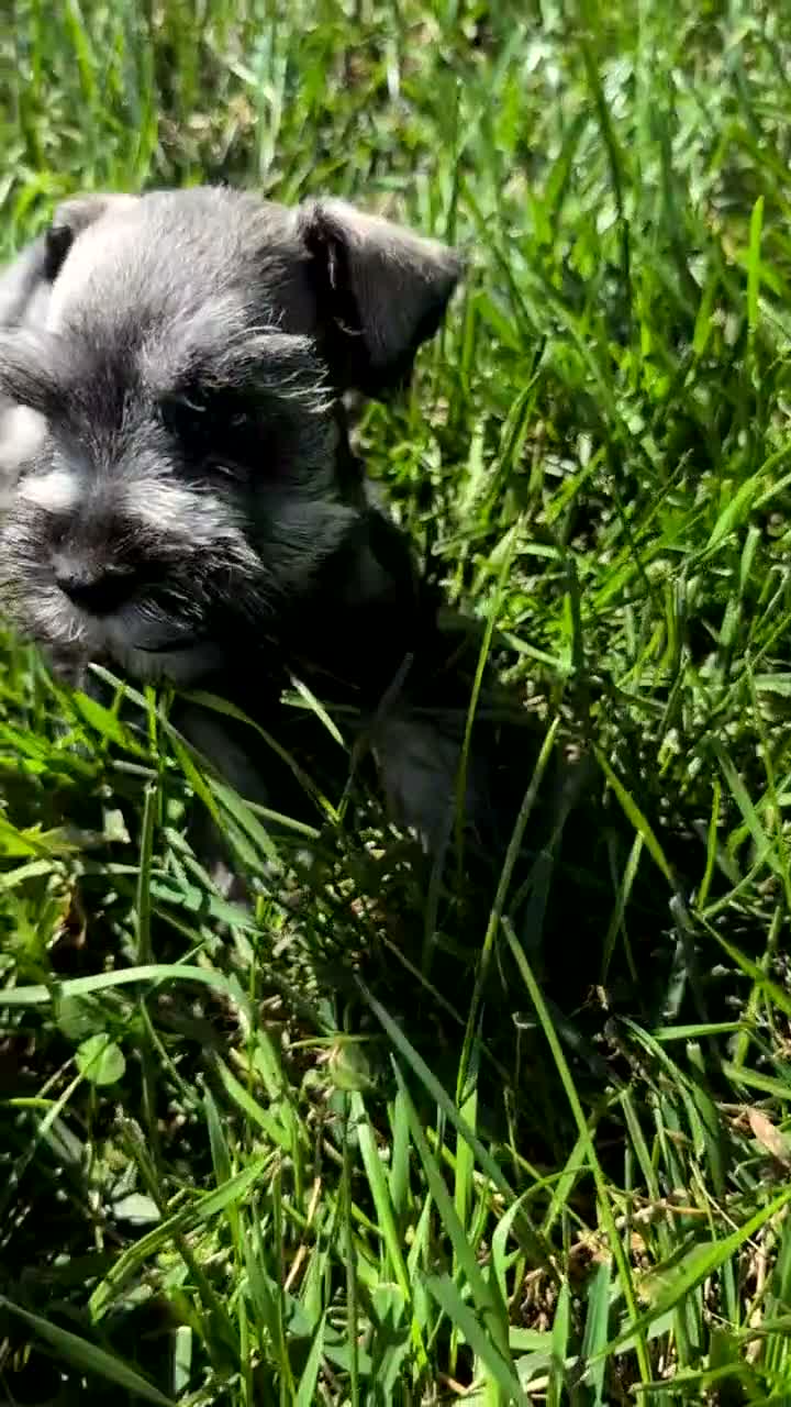 Miniature Schnauzer dogs for sale: Casey - Video 1